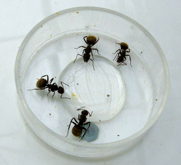 Los investigadores confirmaron que a mayor temperatura ambiente, estas hormigas succionan más rápido y toman un mayor volumen al finalizar la ingesta. O sea que, a la hora de colocar cebos, conviene hacerlo en días más cálidos que fríos.