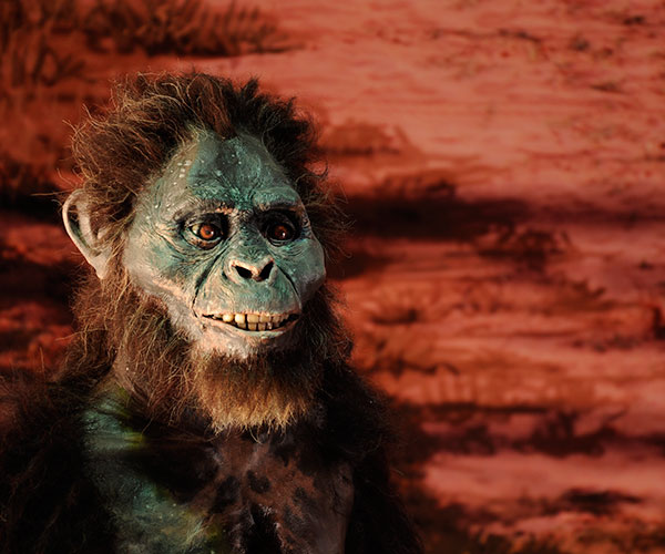 Recreación de un Australopithecus afarensis en Laetoli (Tanzania) hace 3.700.000 años. Muestra Tecnópolis 2014. Foto: Diana Martinez Llaser