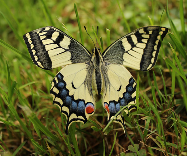 Algunas mariposas presentan una coloración muy llamativa para ahuyentar a potenciales predadores. Se trata de aposematismo, estrategia en la que la presa, que es tóxica o dañina para el predador, exhibe una señal de advertencia, como el color intenso. Pero esas señales se vuelven engañosas cuando son explotadas por otras presas no tóxicas, es lo que se conoce como mimetismo batesiano. 