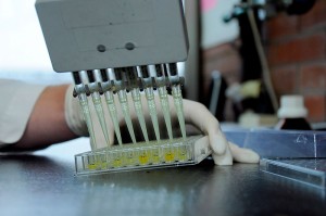La foto muestra uno de los pasos que se realiza durante el ensayo de medición para detectar personas con tuberculosis latente en el laboratorio.