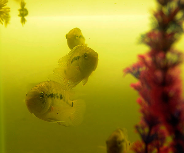Habitual habitante de los Esteros del Iberá, la chanchita exhibe un sistema jerárquico complejo, con importantes asimetrías en los niveles de agresividad y estrés a los que se ven sometidos los individuos.. Foto :Diana Martinez Llaser