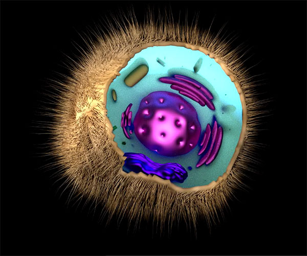 Ilustración de una célula animal, con cilias. Fuente: Wikipedia.
