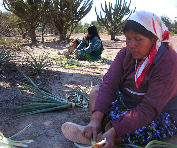 Desde hace más de 10 años María Eugenia Suárez se dedica a estudiar la etnobiología de los wichís, originarios del Gran Chaco. Foto: María Eugenia Suarez.
