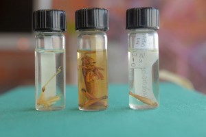 Los científicos extraen el ADN del tercer par de patas del insecto. Una vez descifrada esta información clave de una población determinada hay que compararla muchas otras para establecer cómo se vinculan.