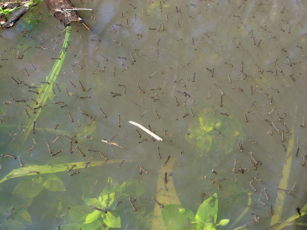 En los charcos de agua las distintas especies mosquitos depositan sus huevos en el fondo del barrizal y, cuando llueve, los huevos eclosionan, dejando salir a las larvas de a miles.