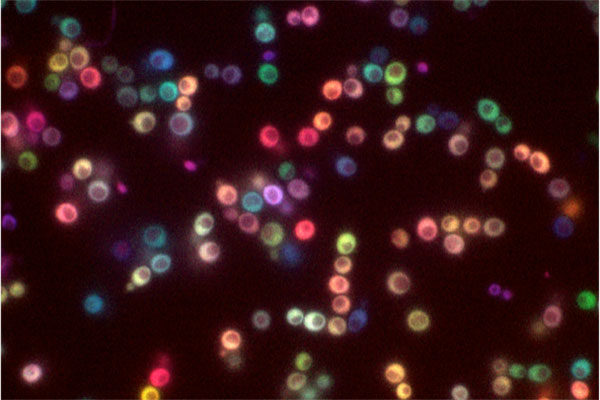 Estas levaduras expresan espontáneamente (azarosamente) genes de proteínas fluorescentes de distintos colores, mostrando el efecto del ruido molecular sobre la expresión génica. 
