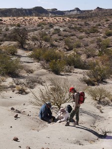 Los científicos obtuvieron las muestras de fósiles en una zona que se conoce como Formación Chañares, cerca de Talampaya, en la provincia de La Rioja.