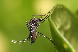 Foto:Muhammad-Mahdi-Karim-Aedes_aegypti_