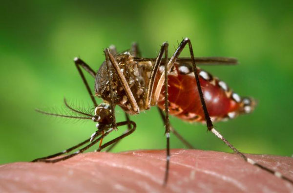Ejemplar de mosquito Aedes egypti. Foto: JamesGathany.
