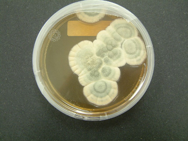Hay hongos que se vienen utilizando como antibacterianos desde hace muchos años. Entre ellos, la penicilina es sin dudas el más conocido y el principal derivado fúngico de uso antibiótico. Pero la función bactericida no es la única que los hongos pueden cumplir como agentes bioactivos. Foto: Penicillium chrysogenum. Crulina98/Wikimedia.