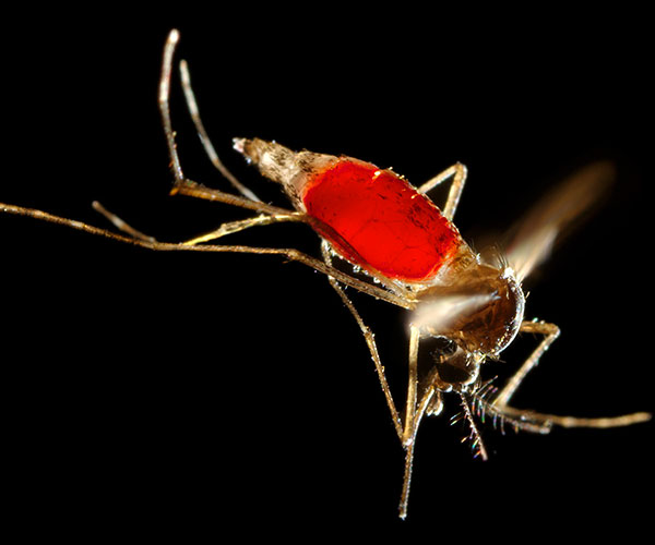 El dengue no es exclusivo de regiones de bajos recursos y cada vez son más los países con casos reportados de la enfermedad. Esta expansión y crecimiento atrajo el interés de las compañías farmacéuticas y con ellas mayores inversiones. Foto:  CDC/ Prof. Frank Hadley Collins
