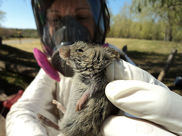 Trabajo de campo con ratones colilargos. Foto: Gentileza Isabel Gomez Villafrañe.