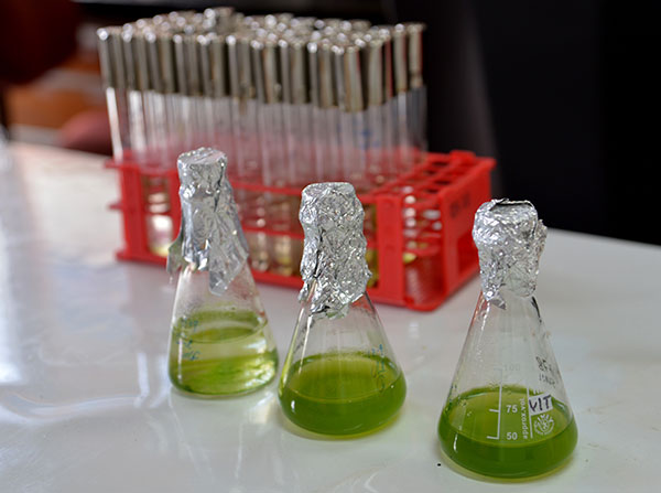 Las investigadoras trabajan con algas extraídas de cuerpos naturales del país, aisladas en su laboratorio y cultivadas para obtener un número importante.