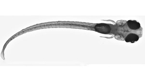 La larva del pez cebra se inmoviliza en agarosa (una especie de gelatina transparente). La cola y los ojos se dejan liberados para poder estudiar sus movimientos.