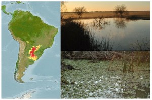 Distribución geográfica y ambientes donde viven las chanchitas. Mapa: Matías Pandolfi.
