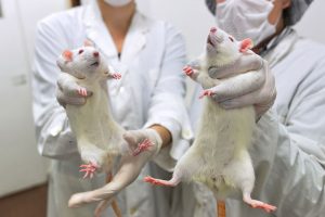 Después de dos meses, el peso de las ratas alimentadas con una dieta basada en comida "chatarra" es un 20% mayor al de los animales del grupo control.