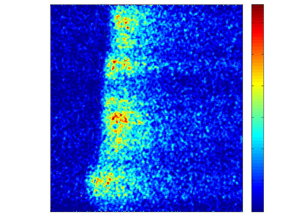 Imagen de una onda intracelular de calcio observada con microscopia. Según el código de colores de la barra lateral, cuanto más cálido más fluorescencia, por lo tanto, mas calcio. Imagen: gentileza Estefania Piegari y Lucia Lopez.