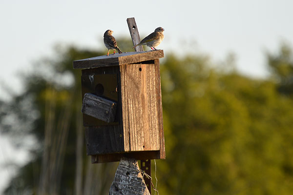 Los investigadores trabajan con aves en libertad, que nidifican espontáneamente en una colonia de cajas nido ubicada en el campo que rodea el Instituto de Investigaciones Biotecnológicas del Instituto Tecnológico Chascomús. Foto: María Juliana Benítez Saldívar.