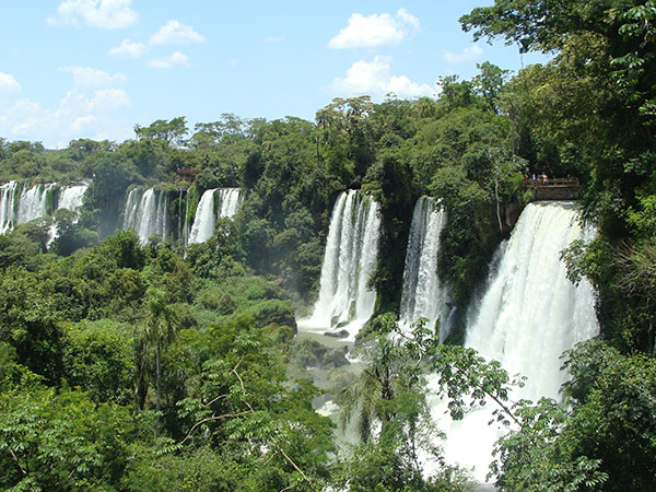 Bosques subtropicales húmedos del Parque Nacional Iguazú Foto: Gabriel Rocca. Exactas Comunicación.