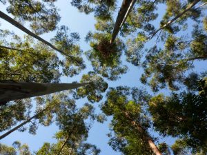 Las forestaciones de eucaliptos son menos eficientes que los bosques nativos para atrapar el dióxido de carbono.