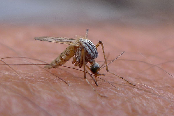 “El calor es una clave que los mosquitos emplean en el reconocimiento y la orientación del hospedador que no se había estudiado mucho en forma independiente”, señala Paula Zermoglio. Foto: Global Panorama/Flickr.