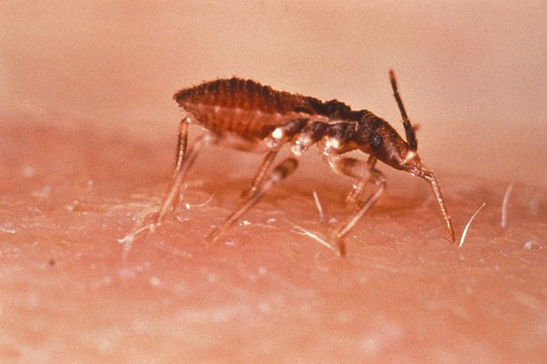 Los investigadores buscan desentrañar cómo un insecto hematófago puede encontrarnos en el espacio y en el tiempo y, una vez que nos encuentra, cómo y por qué deciden alimentarse sobre nosotros. Foto: CDC/World Health Organization