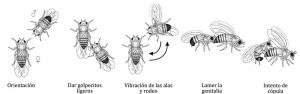 Proceso del cortejo en varias especies del género Drosophila.