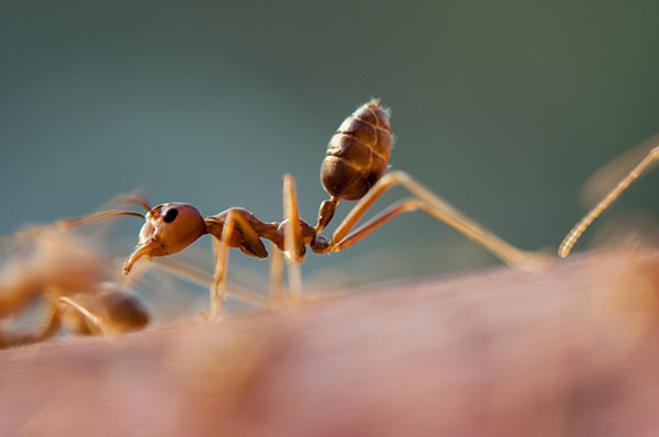 Cinco especies de hormigas exportadas desde nuestro país son muy conocidas en el mundo por los daños que generan. Estas criaturas causan daños irreversibles en los ecosistemas que afectan, principalmente, a otros insectos y arácnidos, y a otras especies de hormigas. 