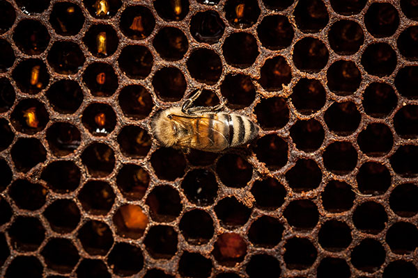 Tanto el glifosato como los neonicotinoides permanecen un tiempo en el néctar floral que las abejas recolectan y llevan a la colmena. Foto: Riccardo Meneghini.