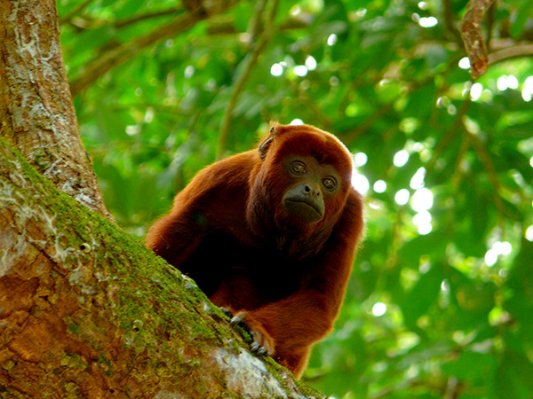 El mono aullador rojo se encuentra en peligro de extinción. Foto/Luis Zabala Flickr