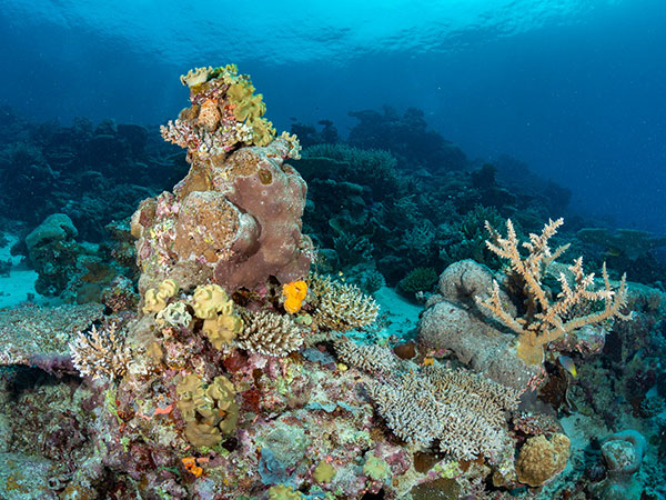 A los arrecifesde coral se los considera como la “jungla del océano”, por su alta biodiversidad. Foto: Vlad Karpinskiy.