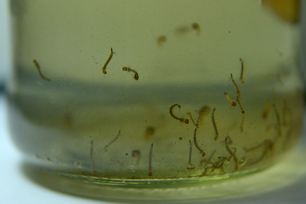 Los científicos observaron que las larvas y pupas de Aedes aegypti también se desarrollaban en aguas de distintos colores, con materia orgánica y en recipientes sucios. Foto Diana Martinez Llaser.