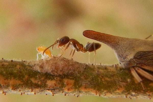 Uno de los insectos más "extraños" de los cuales la hormiga argentina colecta melaza son los membrácidos. Estos insectos, al igual que la cochinilla de la vid, también se alimentan de la savia de las plantas y se encuentran en el monte nativo aledaño a los viñedos. 