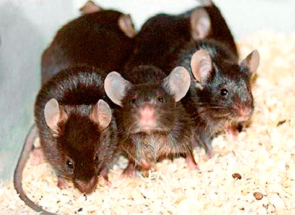 ratonesromano2