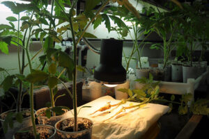 Planta de tomate expuesta al calor. Foto: Diana Martinez Llaser