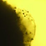 Peridio (menbrana delgada) de Diachea leucopoda observado bajo microscopia optica