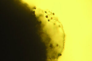 Peridio (menbrana delgada) de Diachea leucopoda observado bajo microscopia optica