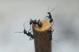Hormigas obreras. Foto: Diana Martinez LLaser
