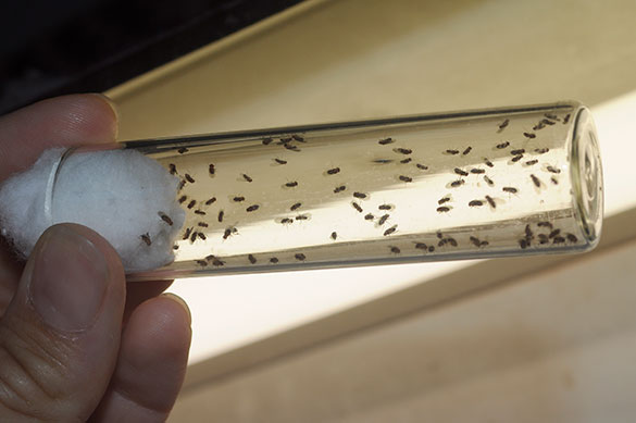 Crecimiento de las moscas. Foto: Diana Martinez Llaser