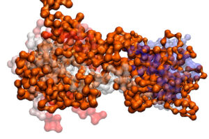 representación tetradimensional de una proteína