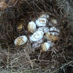 Para estudiar el efecto de las fumigaciones, los investigadores recogen los huevos de iguana de los nidos, realizan un seguimiento en el criadero y luego examinan a las crías, para determinar si están dañadas. Fotos: gentileza Marta Mudry.