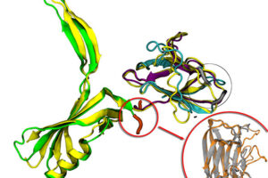 Modelado de la proteína gp16 del virus encargada del reconocimiento del huésped bacteriano.