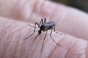 Hembra de Aedes aegypti picando. Foto: Dario Vezzani