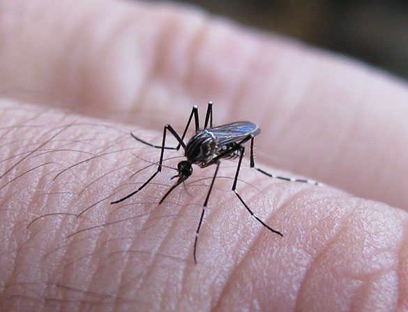 Hembra de Aedes aegypti picando. Foto: Dario Vezzani