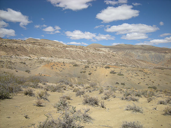 LLos fósiles fueron encontrados en un área denominada "Salado Sur", provincia de Neuquén.