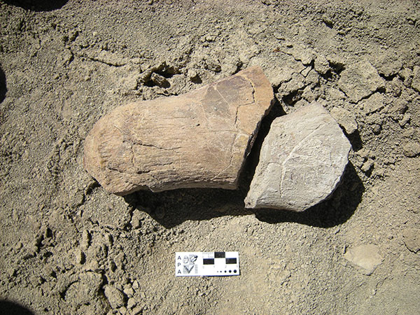 Restos fósiles del plesiosaurio.