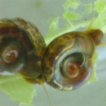 Biomphalaria straminea, especie nativa de caracol.