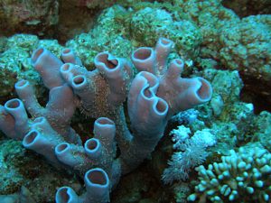 El compuesto natural con actividad antiadherente proviene de una esponja patagónica llamada Siphonochalina fortis. Foto: Rafael Medina.