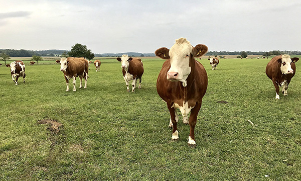 Los rumiantes -ovinos, bovinos, caprinos- son los animales que generan más emisiones de gas metano por el tipo de digestión que realiza su organismo. 