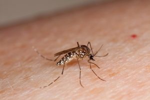 Hay mucha literatura que relaciona ciertas variables climáticas con enfermedades infecciosas. Especialmente con aquellas cuyo mecanismo de transmisión depende de vectores como el Aedes aegypti, en el caso del dengue y la fiebre amarilla. 
